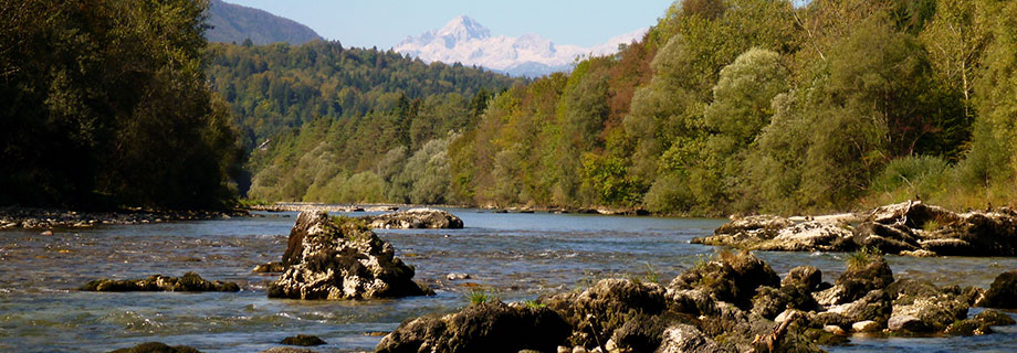 fishing-radovljica-slovenia-hucho-hucho.jpg