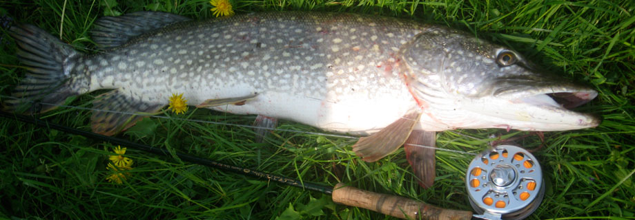 ljubljanica-papirnica-izliv-mrtvica-krnica-ljubljana-slovenia-pike-fly-fishing-fliegenfischen-vevce.jpg